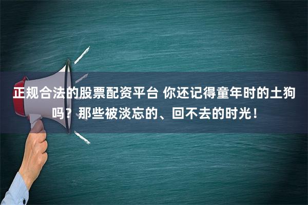 正规合法的股票配资平台 你还记得童年时的土狗吗？那些被淡忘的、回不去的时光！